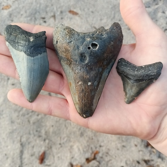 3 Megalodon Shark Teeth -  Real Fossil Megalodon Shark Teeth Bundle