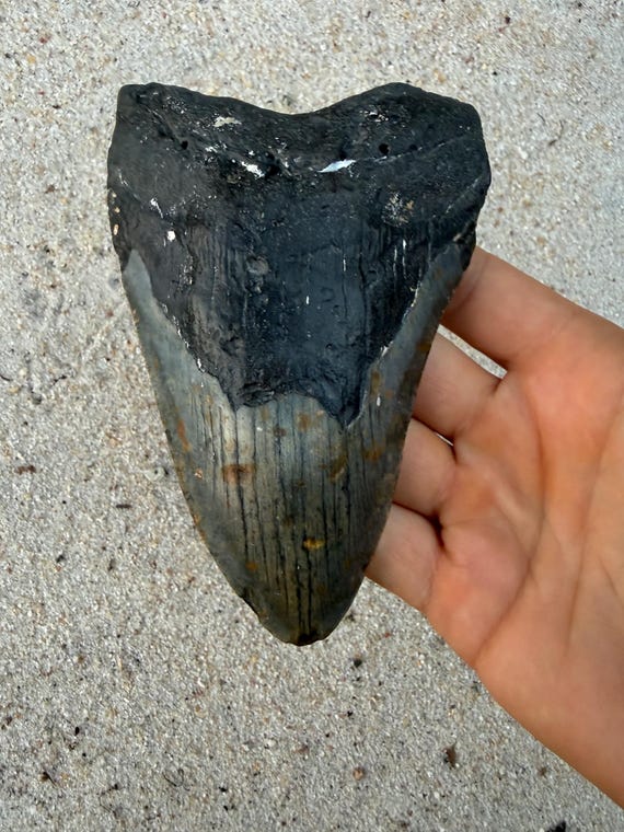5.38 inch Megalodon Shark Tooth Fossil – Authentic, No Repair Meg Teeth