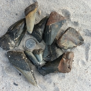 May include: A collection of fossilized shark teeth, ranging in size and color, arranged in a circle on a sandy surface. A US quarter is included for scale.