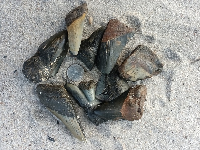 May include: A collection of fossilized shark teeth, ranging in size and color, arranged in a circle on a sandy surface. A US quarter is included for scale.