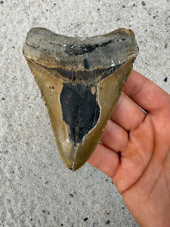 4.62 inch Megalodon Shark Tooth, Authentic, No Repair Meg Teeth Fossils
