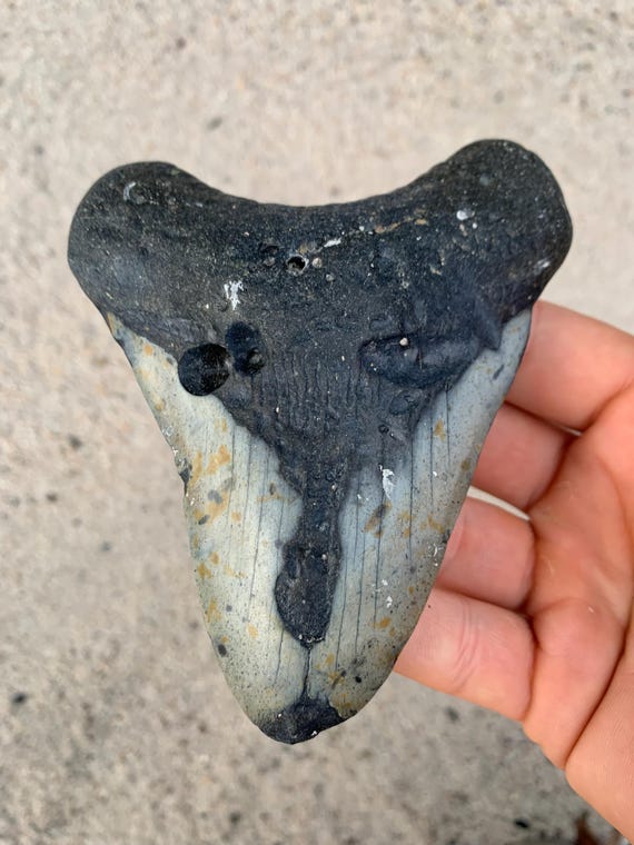 Megalodon Tooth - 4.78 inches