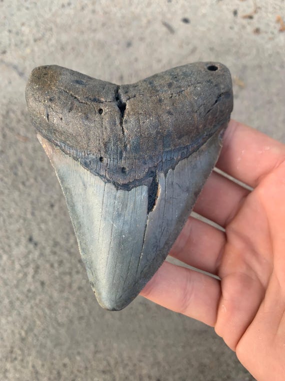 4.31 inch Real Fossil Megalodon Shark Tooth, Authentic Fossil Meg Teetth