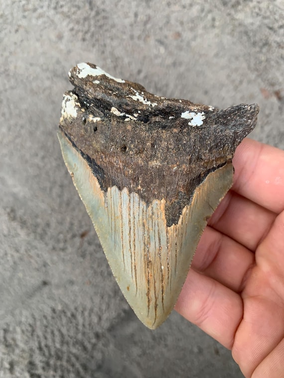 4.15 inch Megalodon Shark Tooth Fossil – Authentic, No Repair Meg Teeth