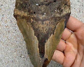 5.01 inch Megalodon Shark Tooth Fossil – Authentic No Repair Meg Teeth