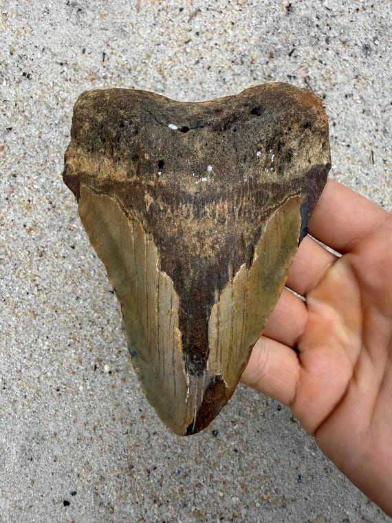 5.01 inch Megalodon Shark Tooth Fossil – Authentic No Repair Meg Teeth