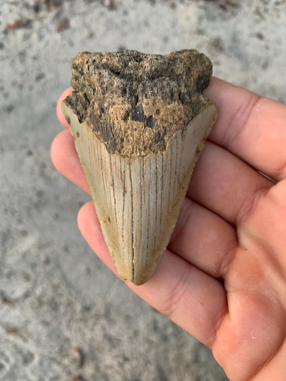 Megalodon Tooth - 3.07 inches