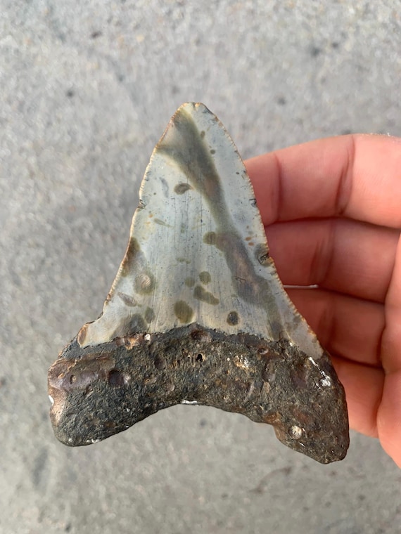 3.59 inch Megalodon Shark Tooth Fossil – Authentic, No Repair Meg Teeth