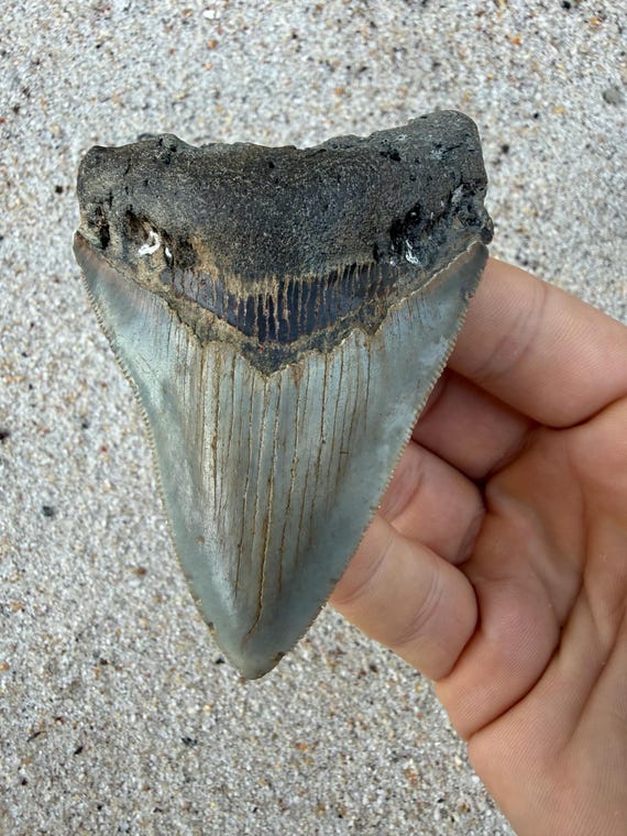 3.74 inch Megalodon Shark Tooth Fossil – Authentic, No Repair Meg Teeth