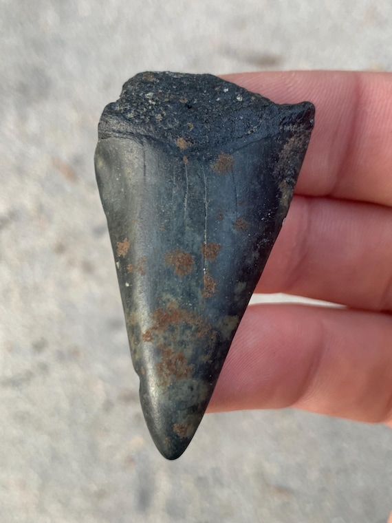 2.07 inch C. Hastalis Mako Fossil Shark Tooth