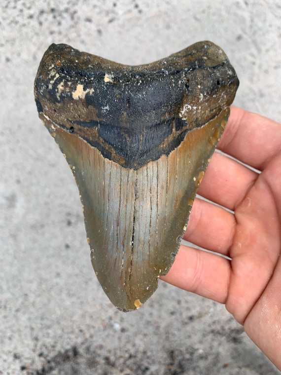 Megalodon Tooth - 4.99 inches