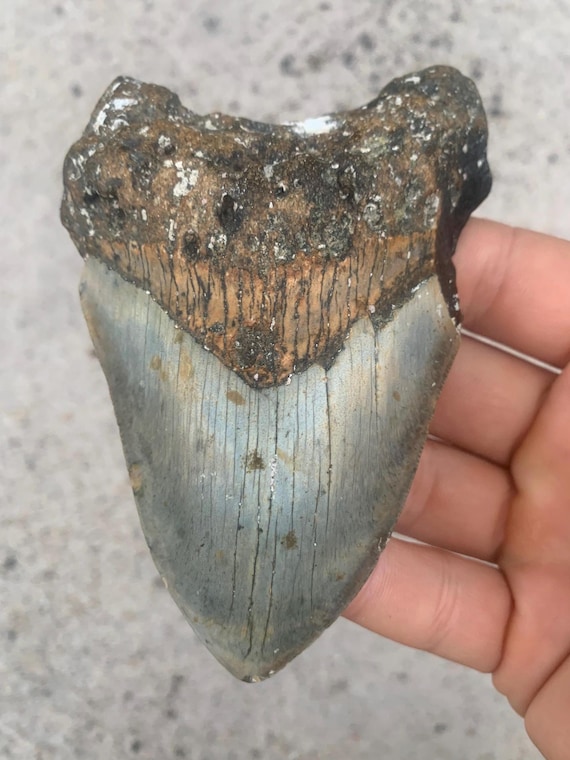 Megalodon Tooth - 4.64 inches