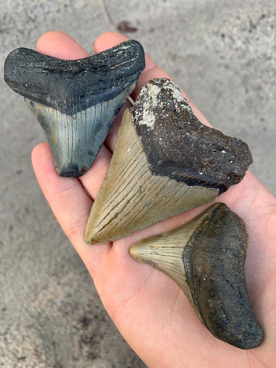 3 Megalodon Shark Teeth -  Real Fossil Megalodon Shark Teeth