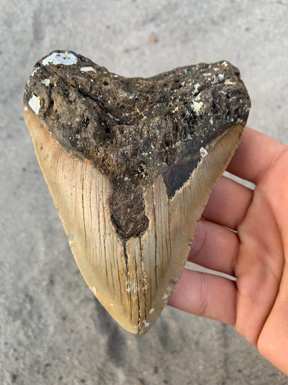 Megalodon Tooth - 5.16 inches. Real Fossil Megalodon Shark Tooth, Authentic Shark Tooth Fossil, Huge Megalodon Tooth, Meg Teeth