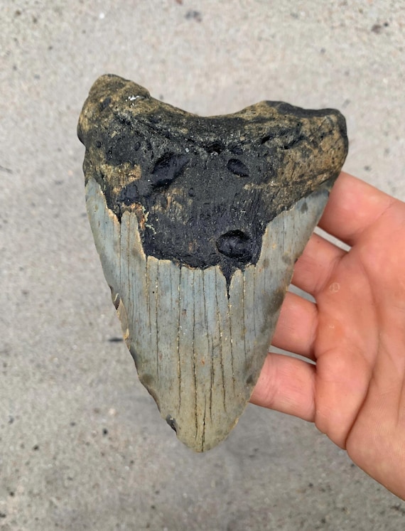 5.6 inch Megalodon Shark Tooth Fossil – Authentic No Repair Meg Teeth
