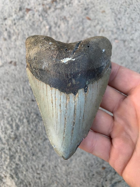 4.6 inch Megalodon Shark Tooth, Authentic, No Repair Meg Teeth Fossils