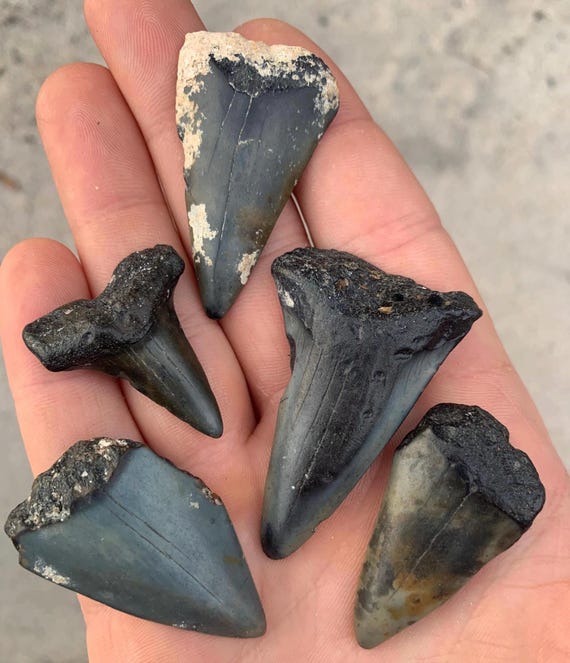 5 Mako (C. Hastalis) Shark Teeth - 5 Great White Ancestor fossil shark teeth