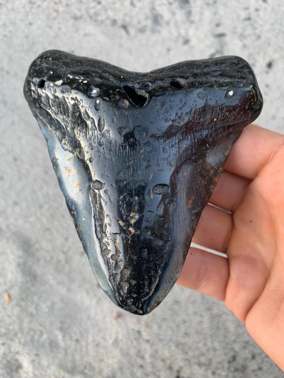 Polished Megalodon Tooth - 4.96 inches