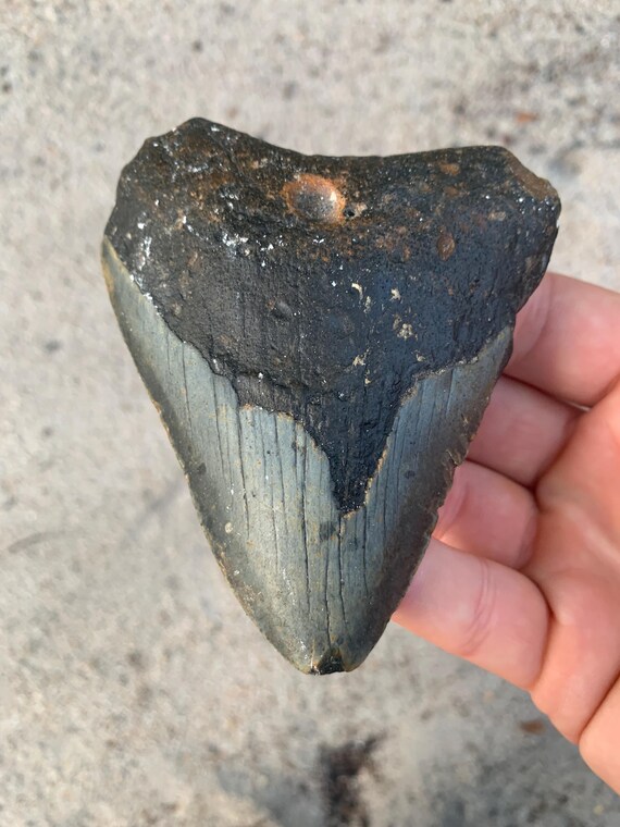 Megalodon Tooth - 4.06 inches