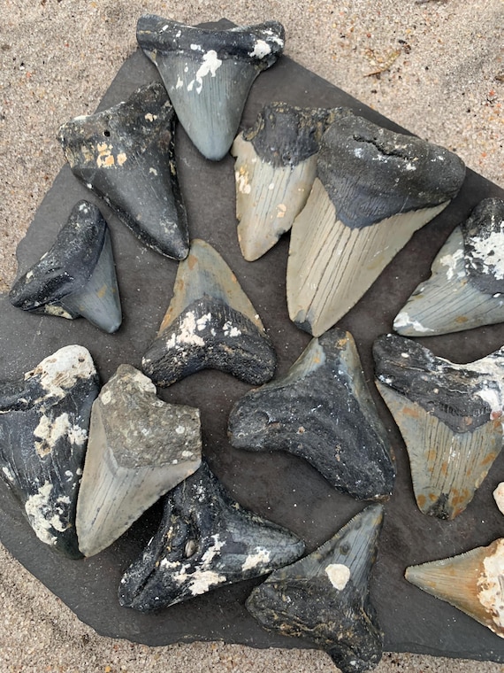 19 Megalodon Shark Teeth Fossil Bundle, Meg Tooth Wholesale