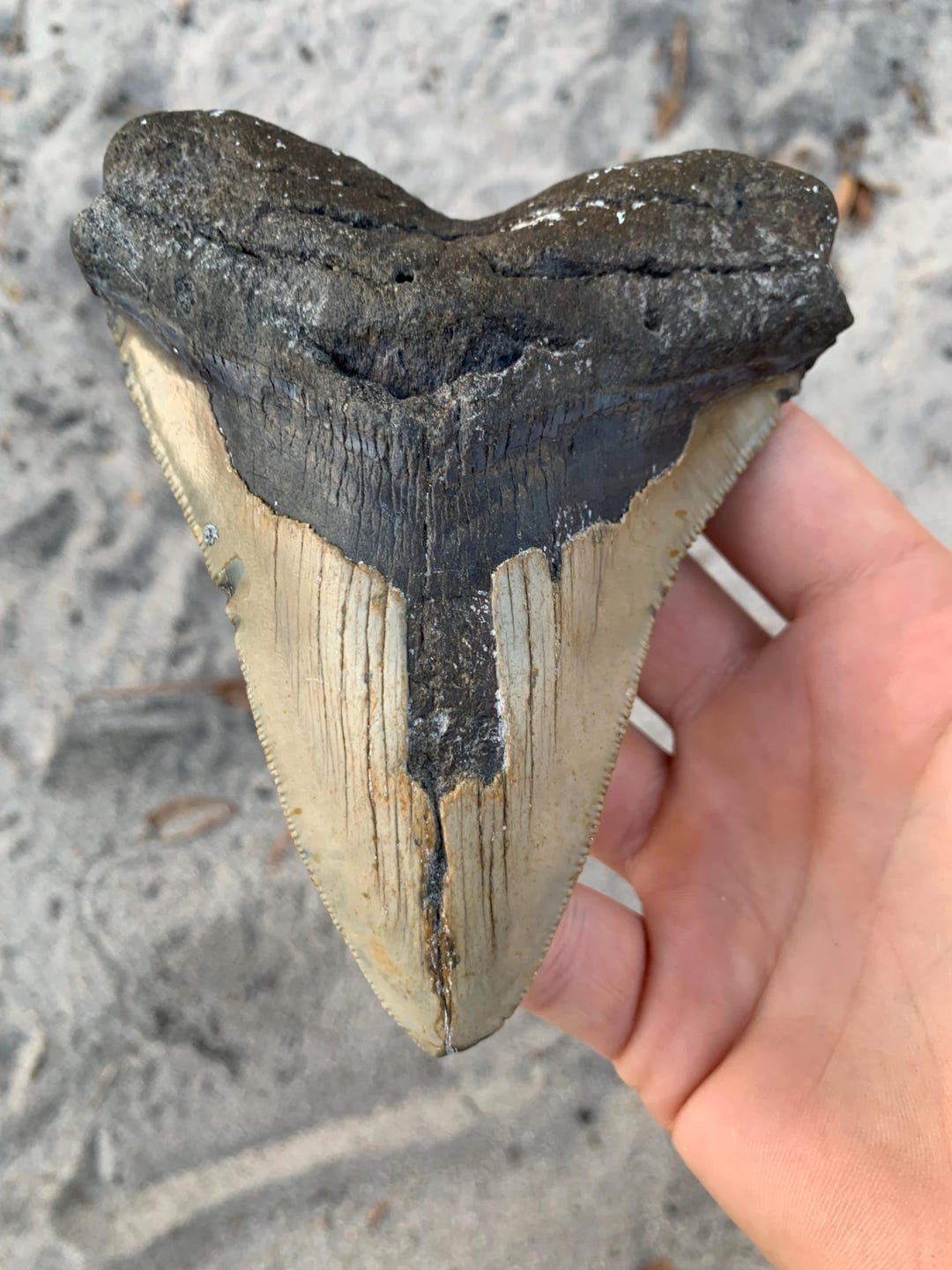 Megalodon Tooth - 5.23 Inches. Real Fossil Megalodon Shark Tooth ...