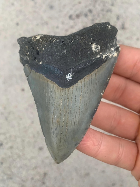 Megalodon Tooth - 3.6 inches