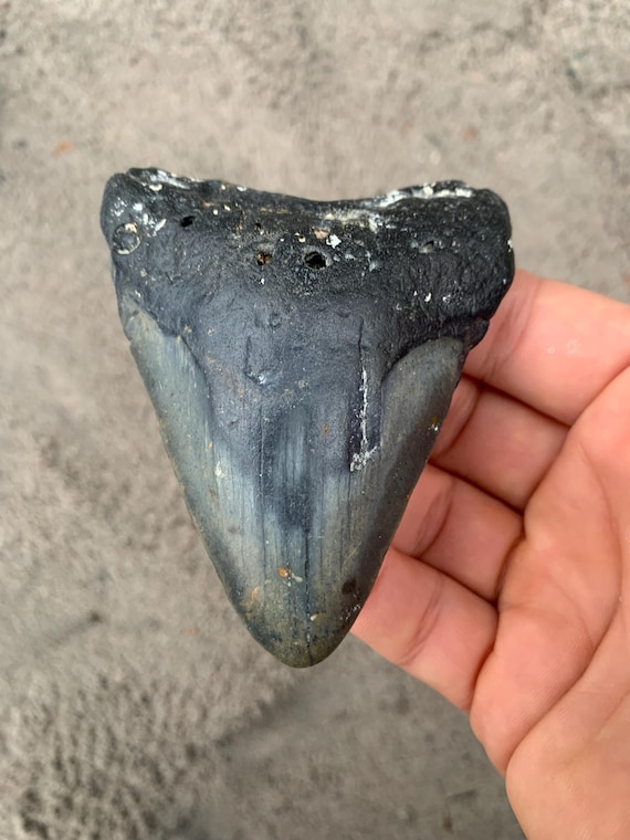 3.63 inch Megalodon Shark Tooth Fossil – Authentic, No Repair Meg Teeth