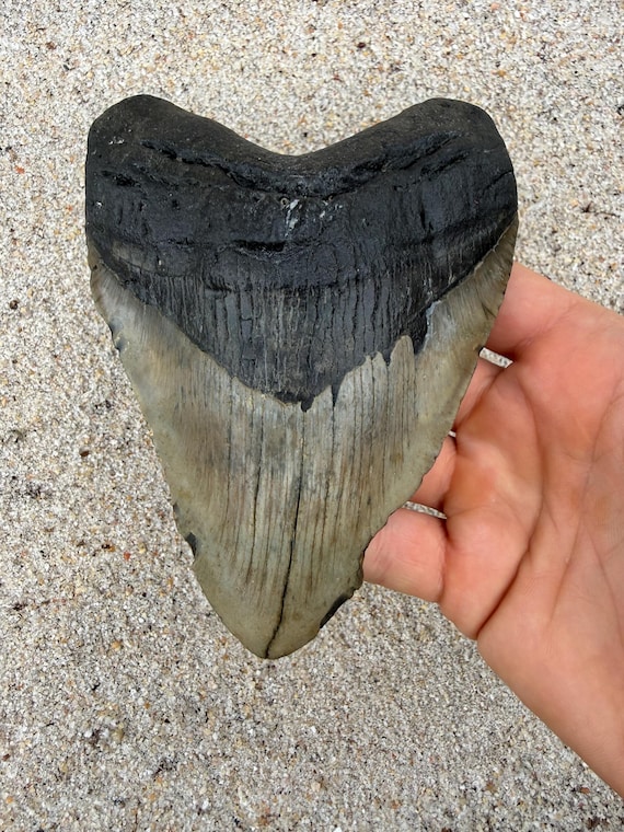 5.68 inch Megalodon Shark Tooth Fossil – Authentic No Repair Meg Teeth