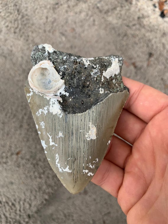 4.09 inch Uncleaned Megalodon Tooth Fossil - Authentic Meg Shark Teeth