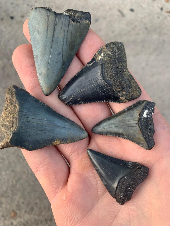 5 Great White Shark Teeth Fossils - Authentic No Repair