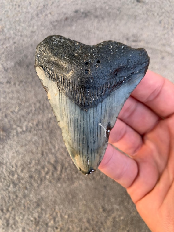 3.15 inch Megalodon Shark Tooth Fossil – Authentic, No Repair Meg Teeth