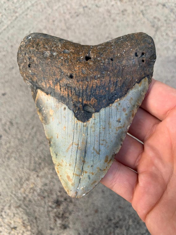 Megalodon Tooth - 4.76 inches