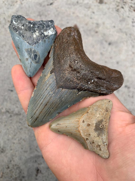 3 Megalodon Shark Teeth - Authentic Meg Tooth Fossils