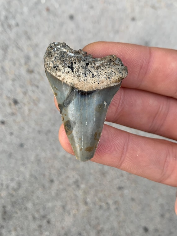C. Hastalis Mako Fossil Shark Tooth - 1.93 Inches