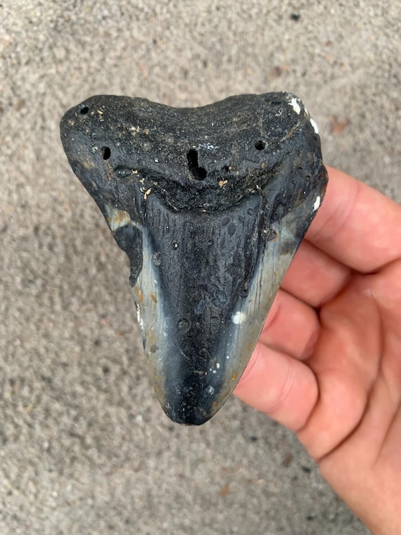 Megalodon Tooth - 3.44 inches