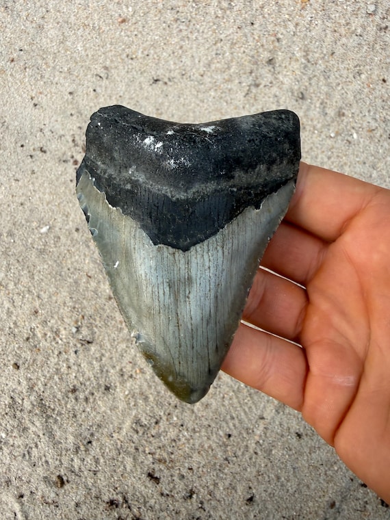 4.09 inch Megalodon Shark Tooth Fossil – Authentic No Repair Meg Teeth