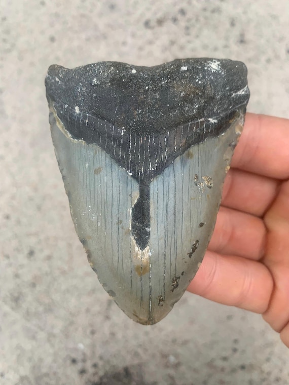 Megalodon Tooth - 3.87 inches