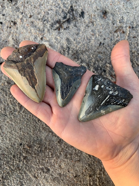 3 Megalodon Shark Teeth -  Real Fossil Megalodon Shark Tooth, Authentic Shark Tooth Fossil, Huge Megalodon Tooth, Meg Teeth
