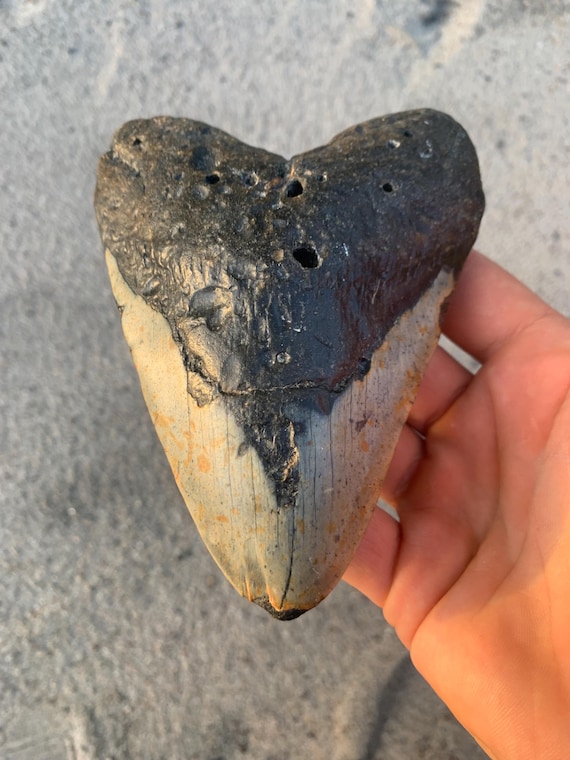 5.36 inch Megalodon Shark Tooth Fossil - Authentic Meg Tooth