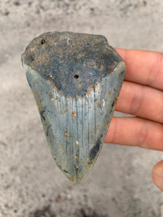 Megalodon Tooth - 3.35 inches