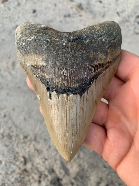 Megalodon Tooth - 4.56 inches