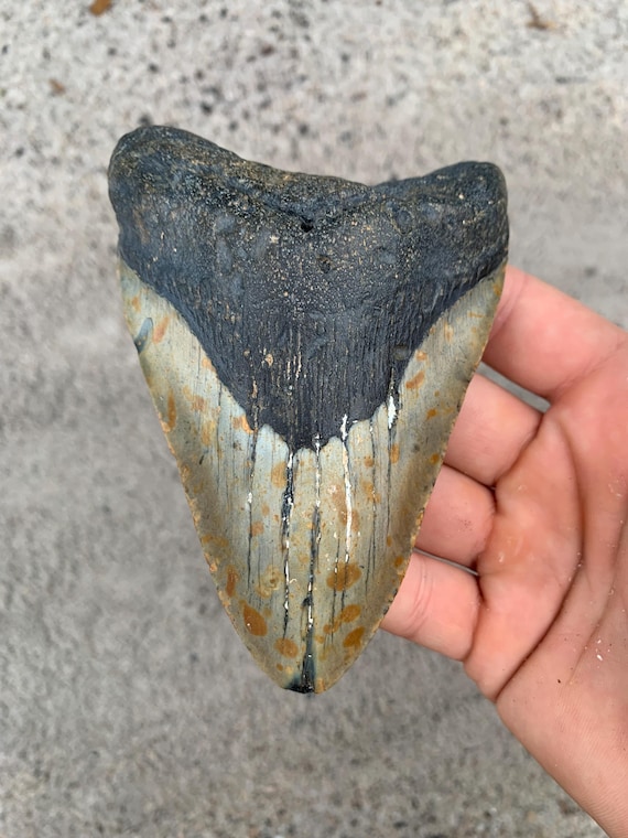 Megalodon Tooth - 5.1 inches