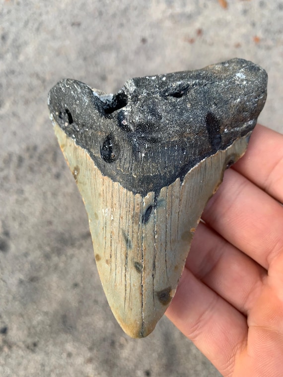 4.05 inch Real Fossil Megalodon Shark Tooth, Authentic Fossil Meg Teetth