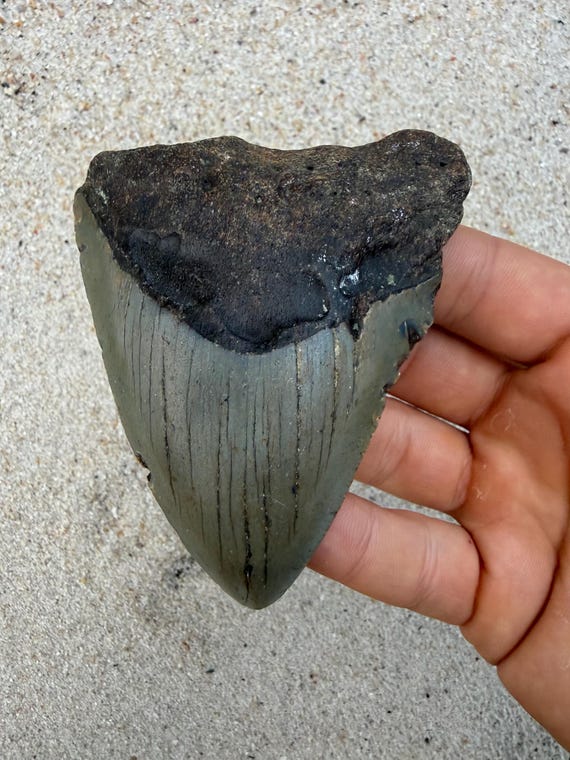 3.8 inch Megalodon Shark Tooth Fossil – Authentic, No Repair Meg Teeth