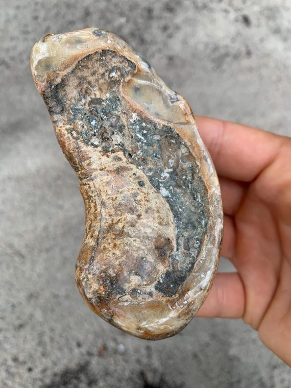 Polished Fossil Whale Ear Bone