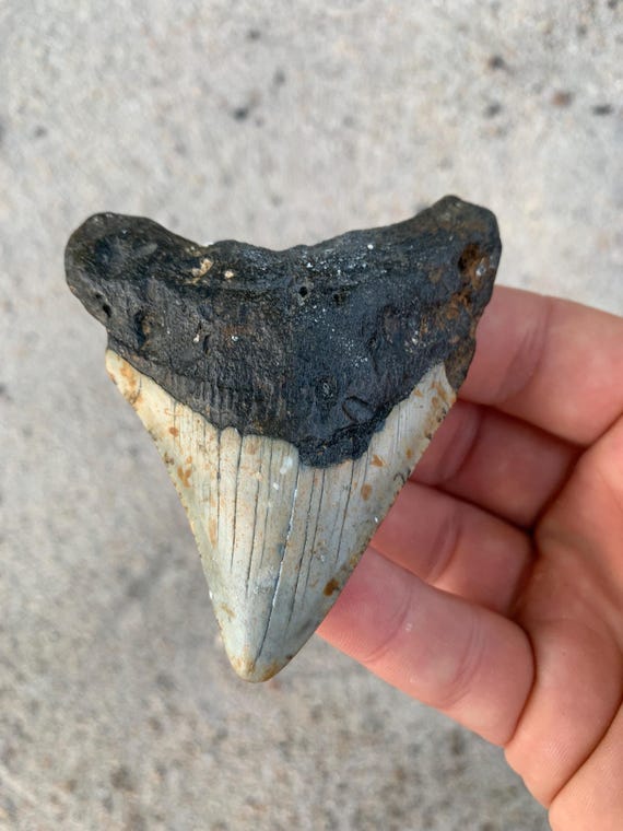 Megalodon Tooth - 3.24 inches
