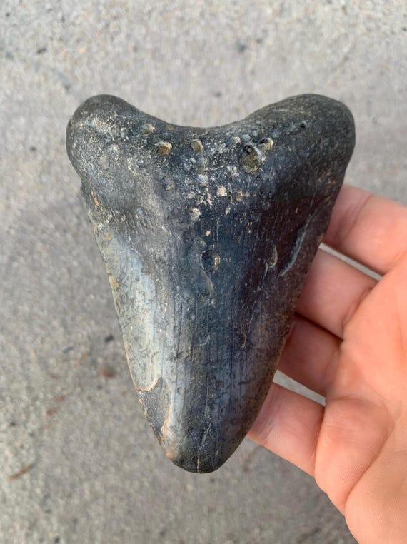 4.99 inch Megalodon Shark Tooth Fossil – Authentic, No Repair Meg Teeth