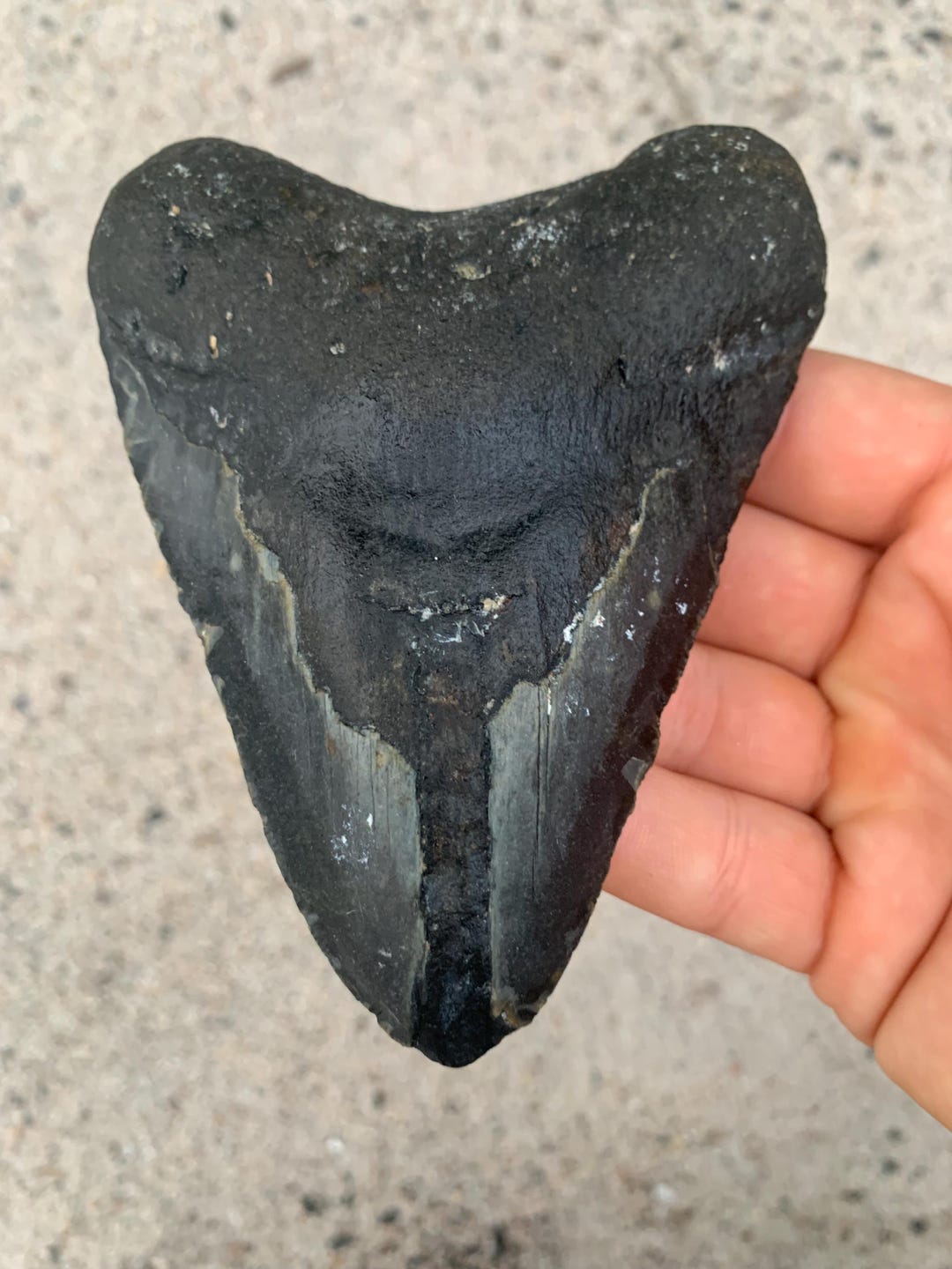 4.87 Inch Megalodon Shark Tooth Fossil – Authentic, No Repair Meg Teeth ...
