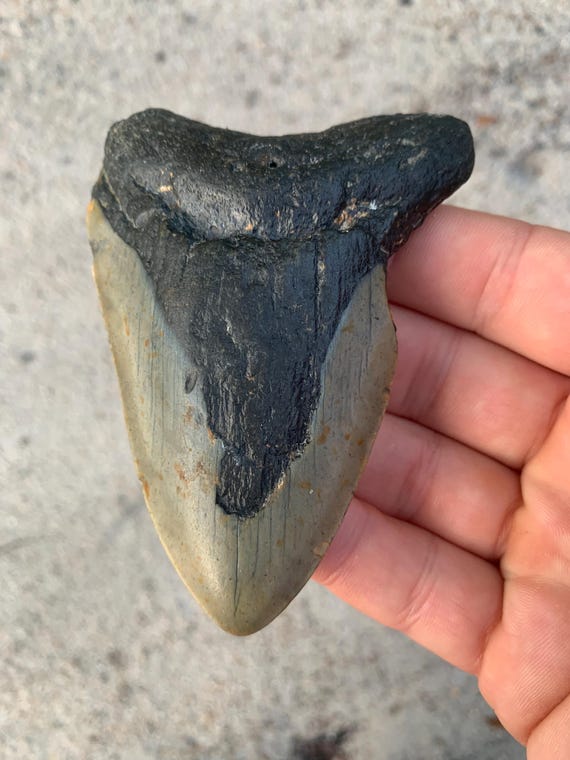 Megalodon Tooth - 3.84 inches
