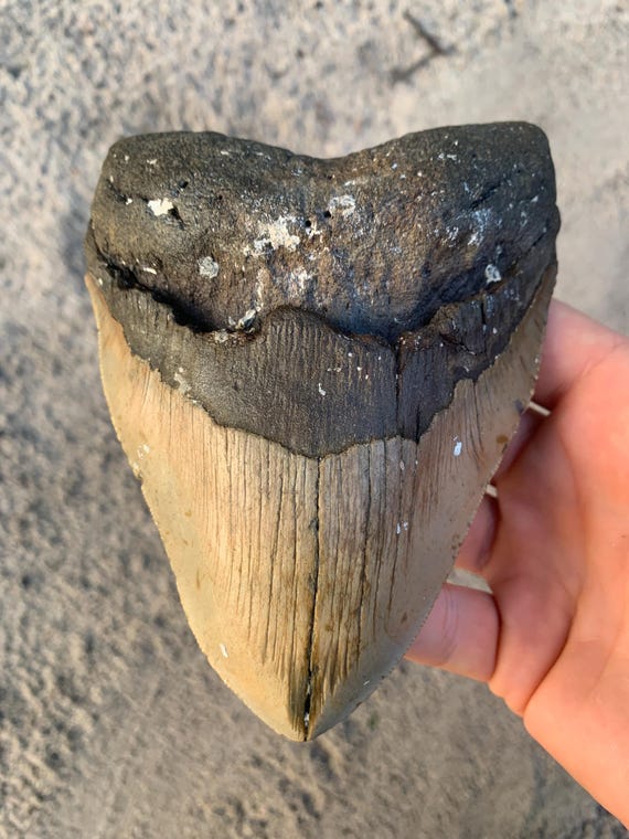 5.75" Megalodon Tooth – Authentic Shark Fossil, No Repair